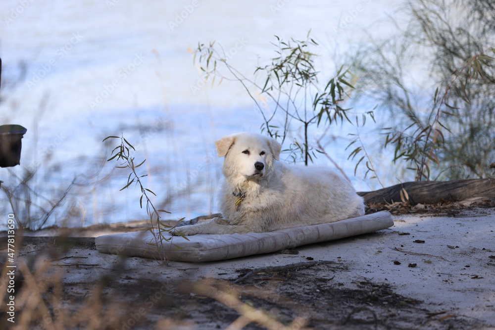 Fototapeta premium dog in snow