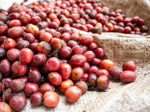 coffee cherry at coffee farm