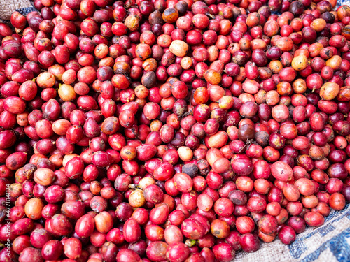 coffee cherry at coffee farm