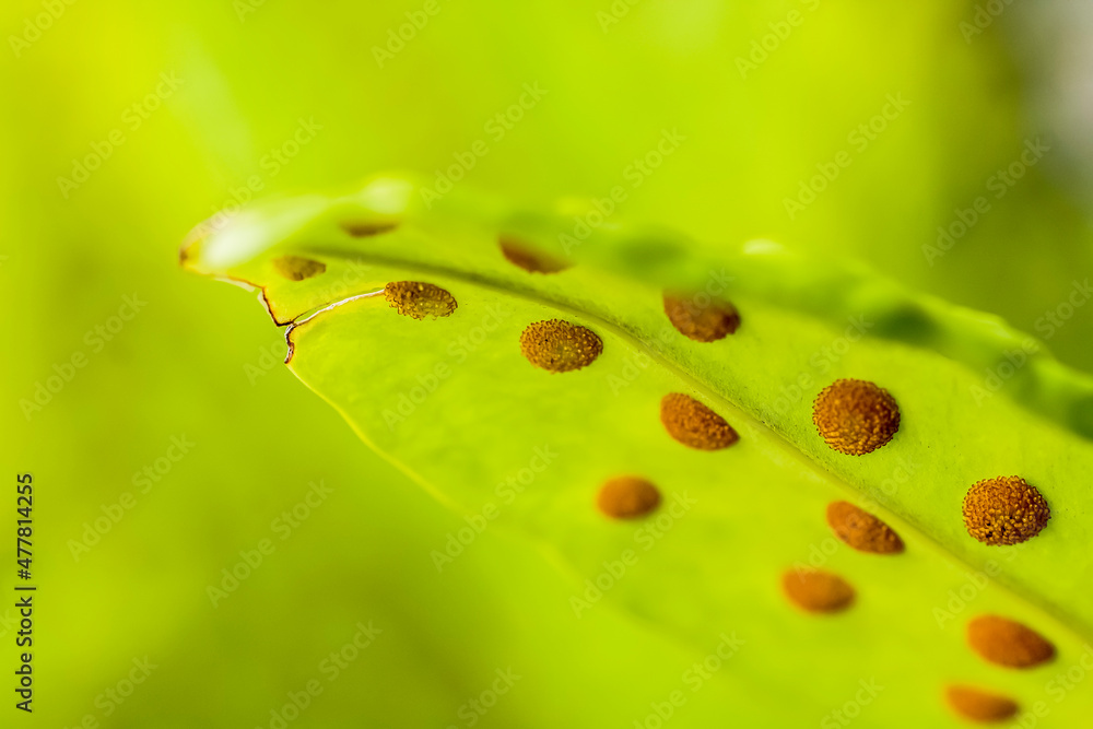 A brilliant Monarch Fern, macro image
A brilliant Monarch Fern, macro image