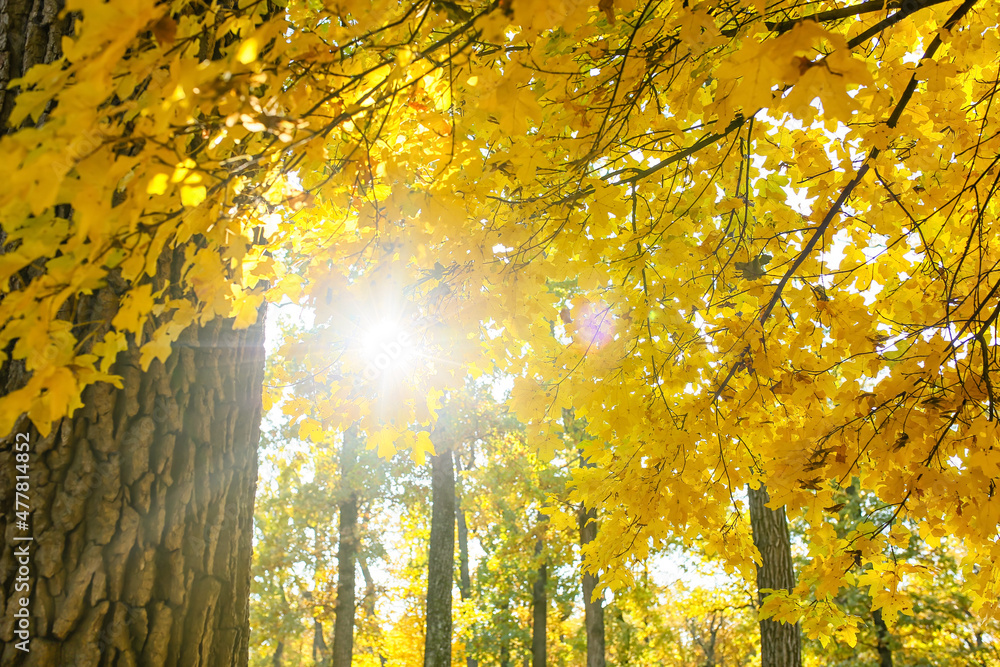 Obraz premium Branches with beautiful golden leaves in park on sunny day