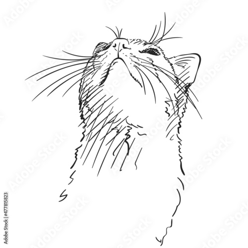 cat