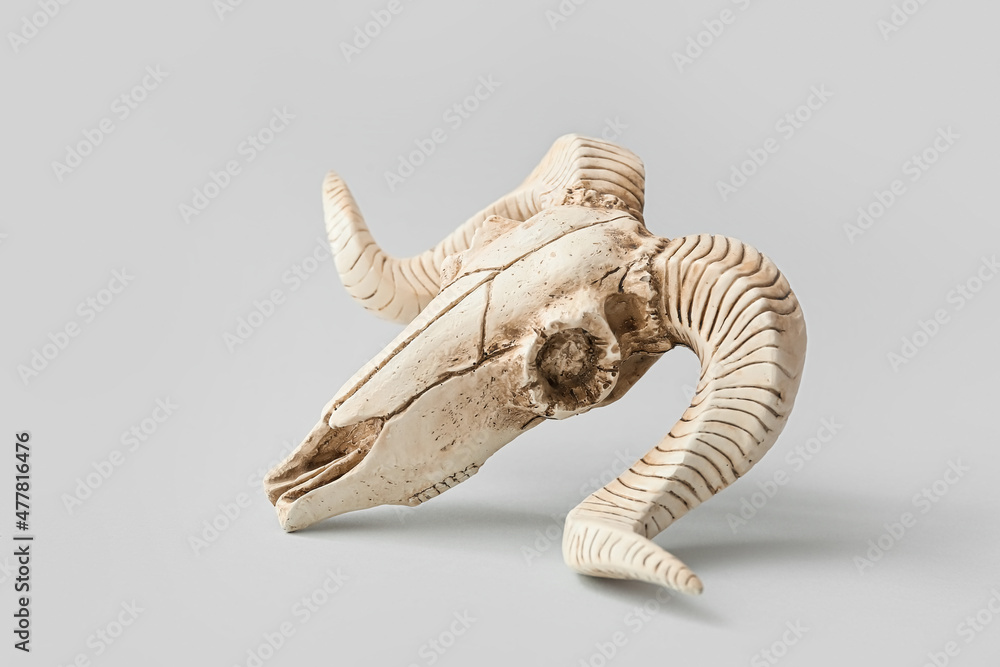 Fototapeta premium Skull of sheep on grey background