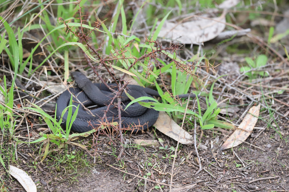 Obraz premium black and white turtle