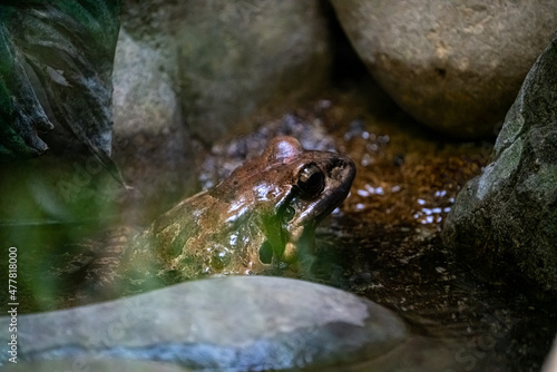 Blue Frog in the Rainforest photo