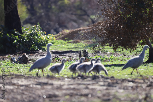 Wallpaper Mural country goose family Torontodigital.ca