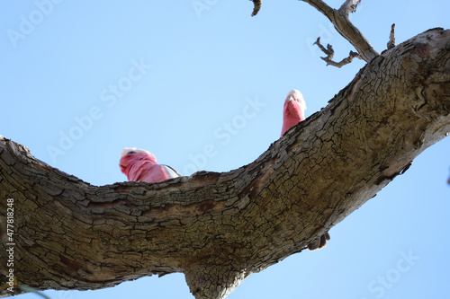 Wallpaper Mural tree in the park Torontodigital.ca