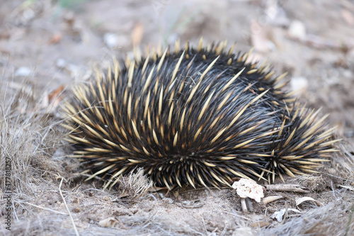 Wallpaper Mural hedgehog in the snow Torontodigital.ca
