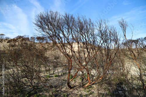 Wallpaper Mural tree in the desert Torontodigital.ca