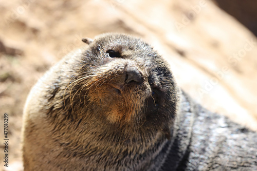 Wallpaper Mural state sea lion Torontodigital.ca
