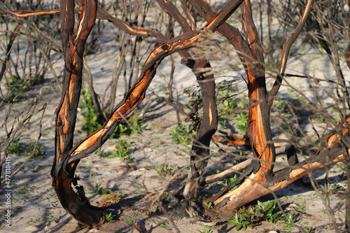 Wallpaper Mural old tree trunk Torontodigital.ca