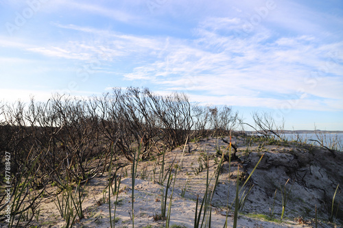 Wallpaper Mural grass and sky Torontodigital.ca