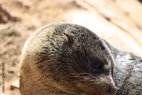 Wallpaper Mural sea lion cub Torontodigital.ca