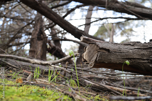 Wallpaper Mural trunk Torontodigital.ca