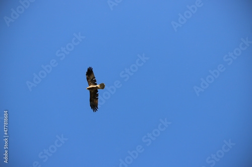 Wallpaper Mural osprey in flight Torontodigital.ca