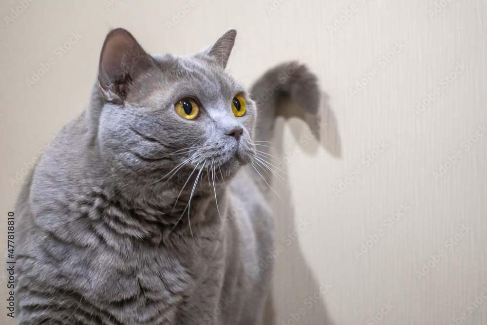Cute British grey shorthair cat with yellow eyes close-up. Cute British grey shorthair cat with yellow eyes close-up.