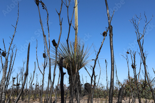 Wallpaper Mural grass in the wind Torontodigital.ca