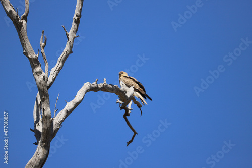Wallpaper Mural red tailed hawk Torontodigital.ca