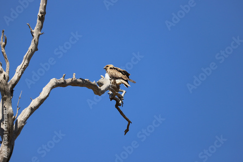 Wallpaper Mural vulture on branch Torontodigital.ca