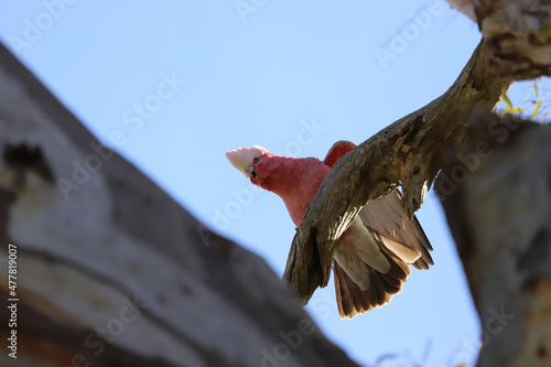 Wallpaper Mural bird of prey Torontodigital.ca