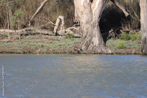 Wallpaper Mural heron on the tree Torontodigital.ca