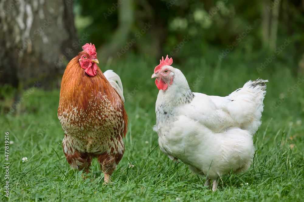 Fototapeta premium Red rooster and white chicken free range in garden