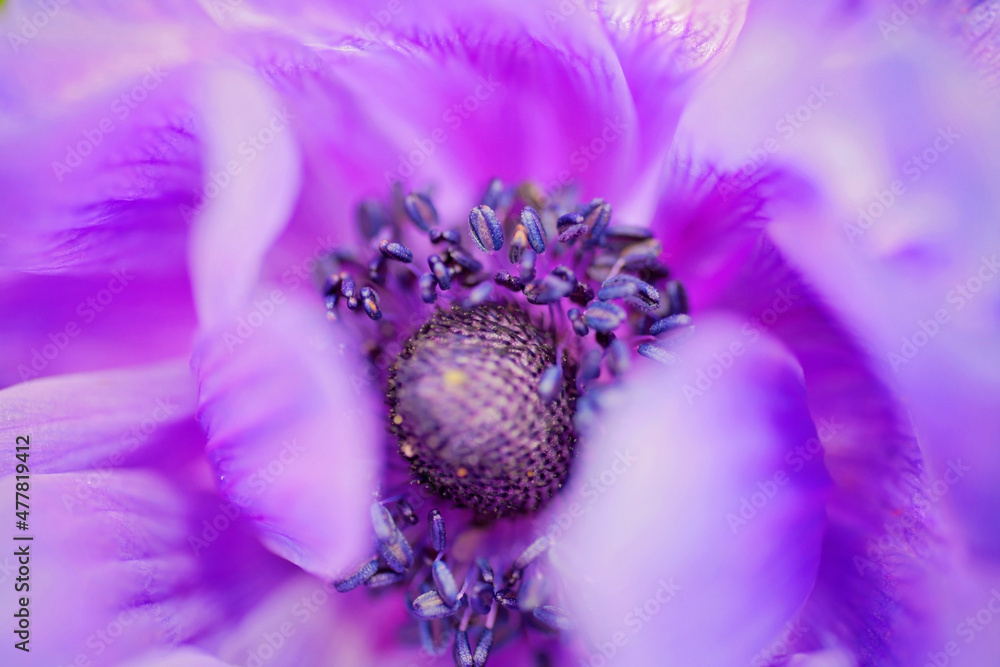 Violette Anemone Photos | Adobe Stock