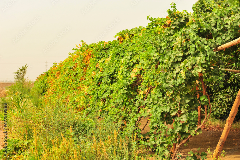 The vine is overgrown with fresh grapes