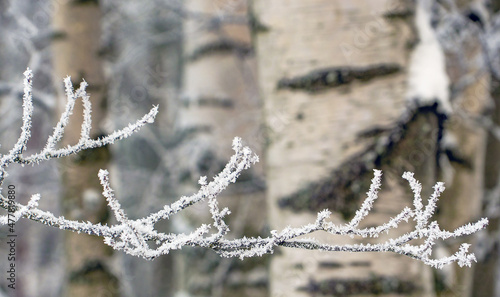 A birch branch covered with frost and snow in a snow - covered forest .