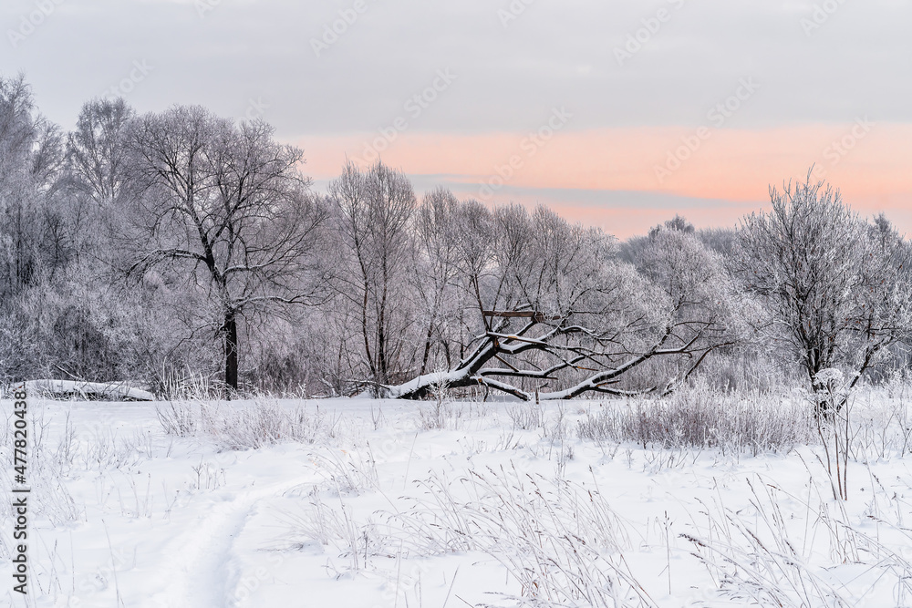 Winter snowy landscape with trees covered with frost and snow Winter snowy landscape with trees covered with frost and snow