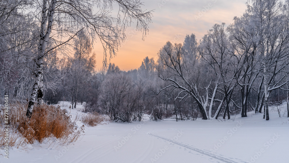 Obraz premium Winter snowy landscape with trees covered with frost and snow