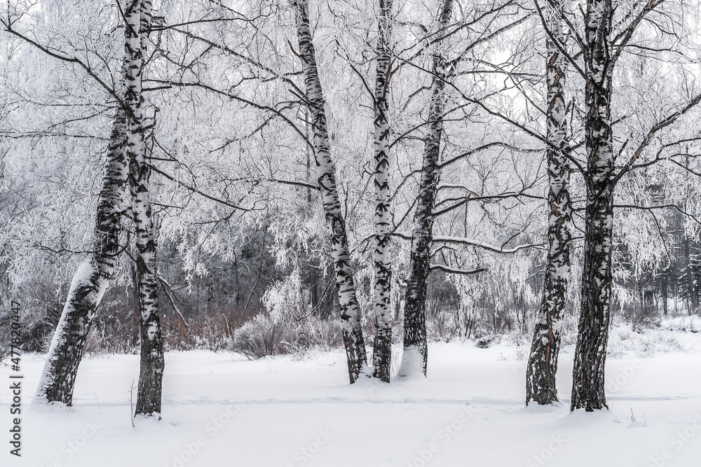 Winter snowy landscape with trees covered with frost and snow Winter snowy landscape with trees covered with frost and snow