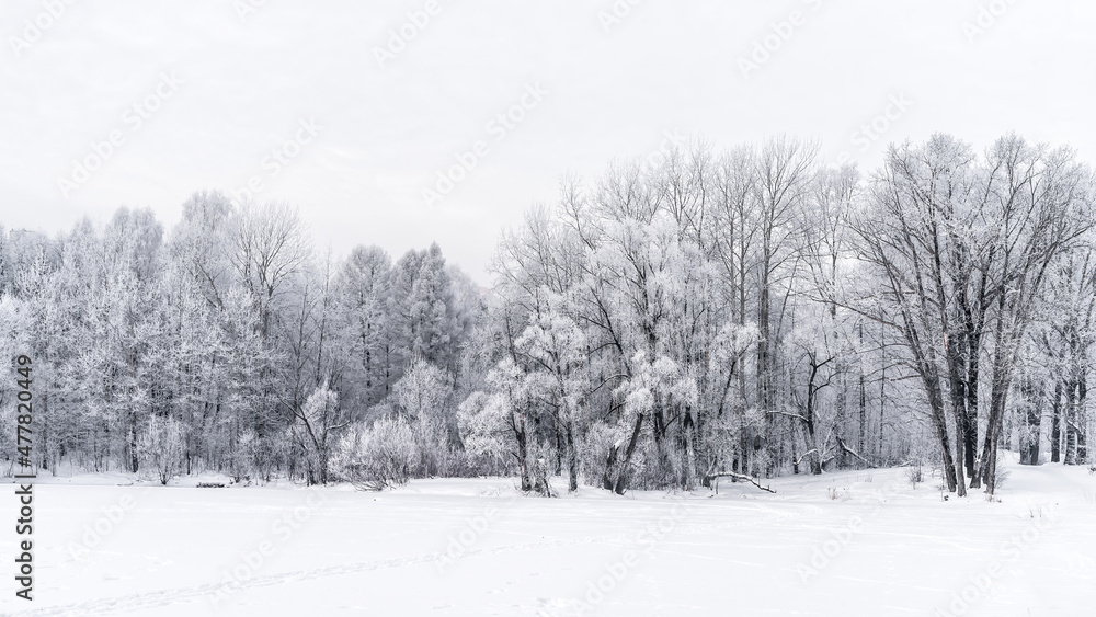 Winter snowy landscape with trees covered with frost and snow Winter snowy landscape with trees covered with frost and snow