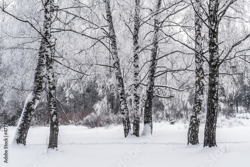 Winter snowy landscape with trees covered with frost and snow © Dobrydnev