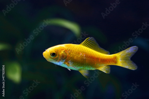 Goldfisch / Goldfish / Carassius auratus