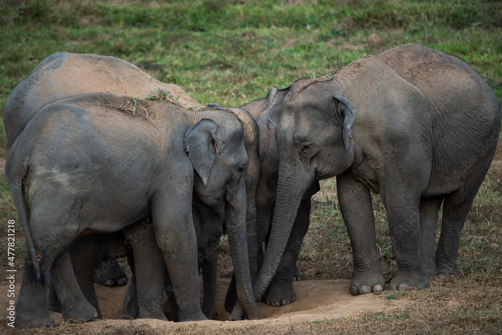 Fototapeta premium elephants in the wild