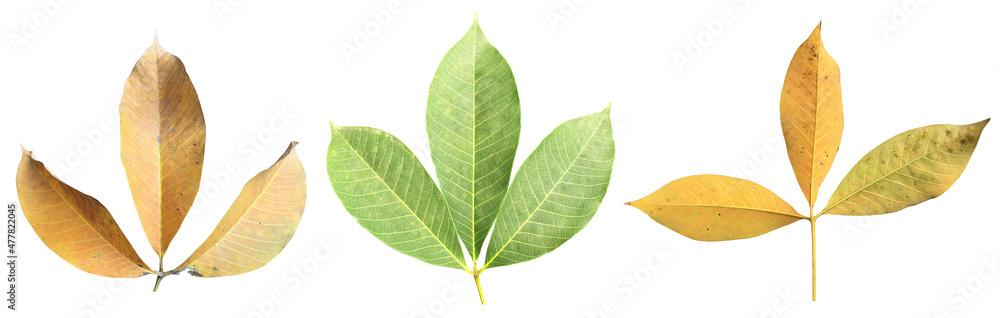 Isolated hevea brasiliensis or rubber leaf with clipping paths. Isolated hevea brasiliensis or rubber leaf with clipping paths.