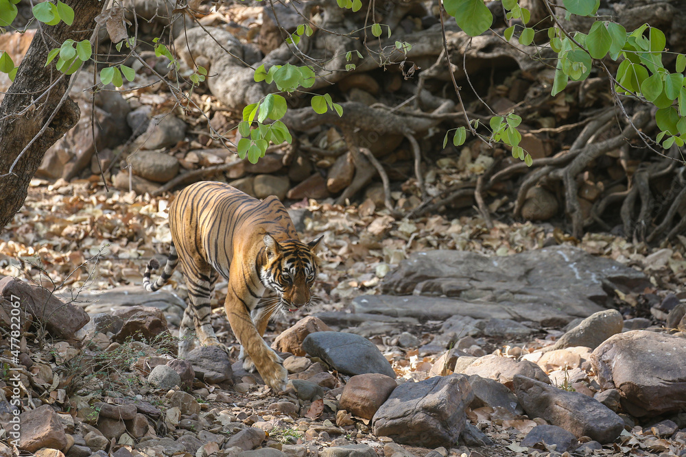 Obraz premium Tiger in the nature habitat. Tiger male walking head on composition. Wildlife scene with danger animal. Hot summer in Rajasthan, India. Dry trees with beautiful indian tiger, Panthera tigris