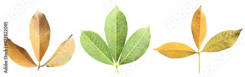 Isolated hevea brasiliensis or rubber leaf with clipping paths.