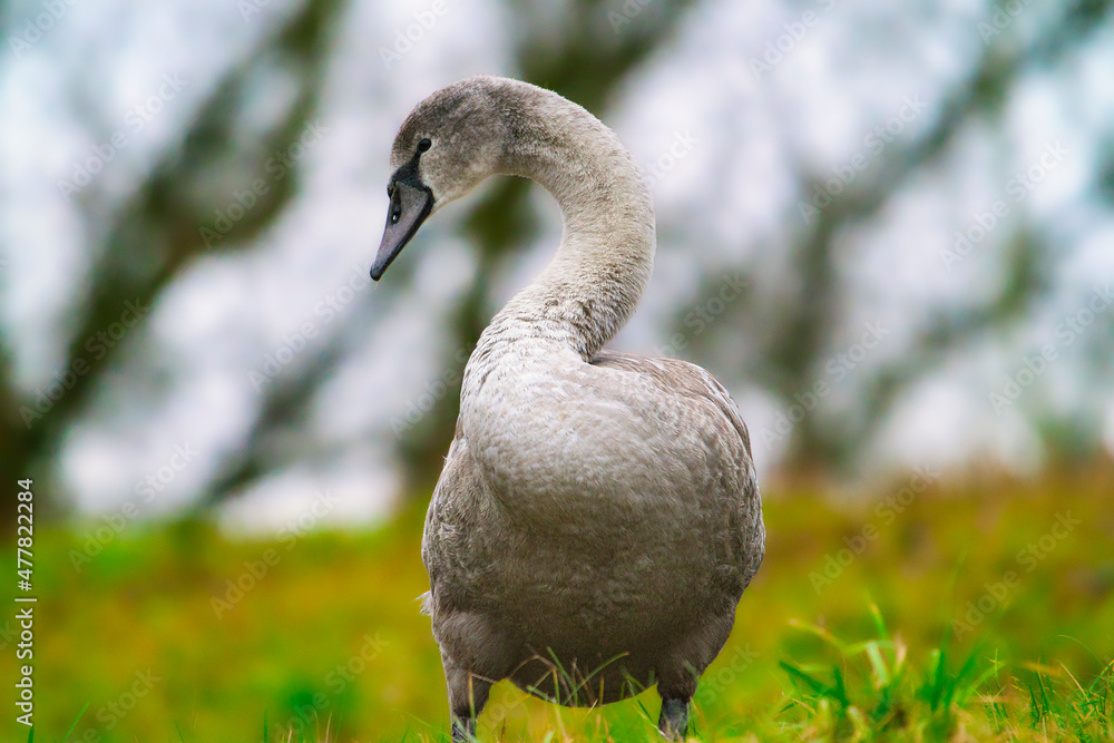 Obraz premium Portrait of a young swan cygnus olor