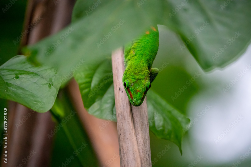 Green lizard gecko in the rainforest