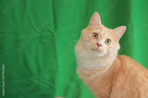 Photos 首をかしげるラガマフィンの子猫