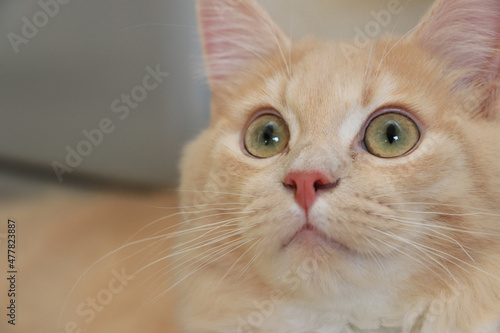 Tableau sur toile ラガマフィンの子猫の顔