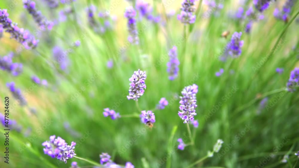 Lavender garden and worker honey bees Lavender garden and worker honey bees