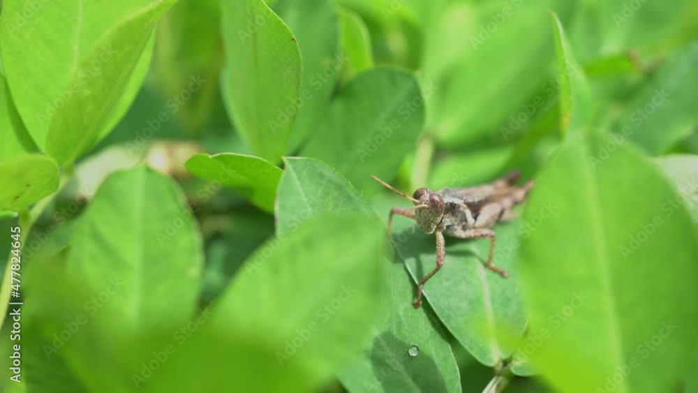 Close up photo of grasshopper over the green leaves on the mountain when spring season. Dramatic and nature scene for transition shot film, traveler and holiday destination. Close up photo of grasshopper over the green leaves on the mountain when spring season. Dramatic and nature scene for transition shot film, traveler and holiday destination.
