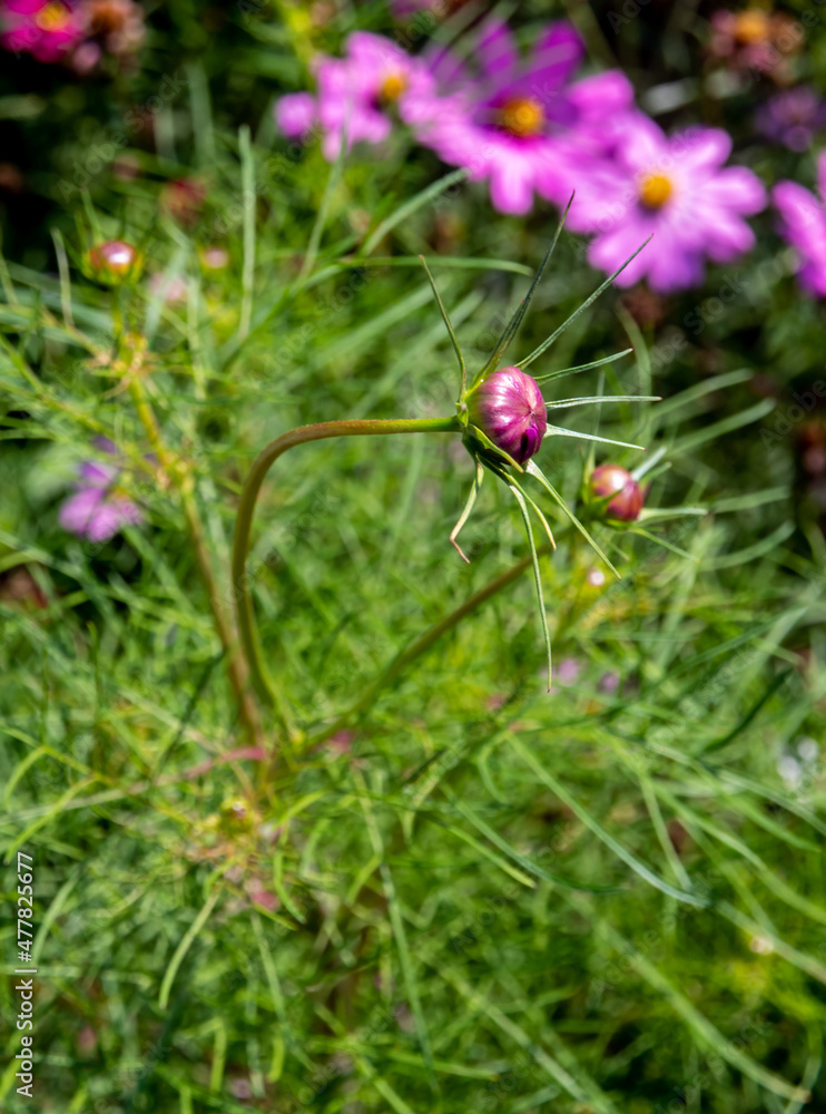 buds of pink cosmos flowers in the flower field