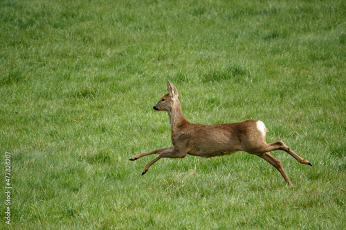 Fototapeta Naklejka Na Ścianę i Meble -  a lone wild Roe Deer (Capreolus capreolus) in a vibrant green grass meadow