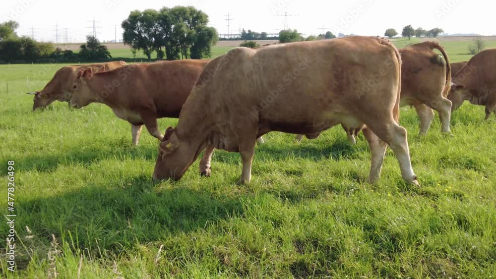 Dairy Cows in the meadow chew grass, Grazing in a Pasture. Milk cow eating grass on a field. Herd of cows in beautiful landscape. 4 K video Dairy Cows in the meadow chew grass, Grazing in a Pasture. Milk cow eating grass on a field. Herd of cows in beautiful landscape. 4 K video