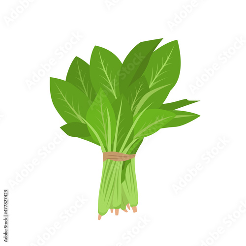 Flat vector of Spinach isolated on white background. Flat illustration graphic icon