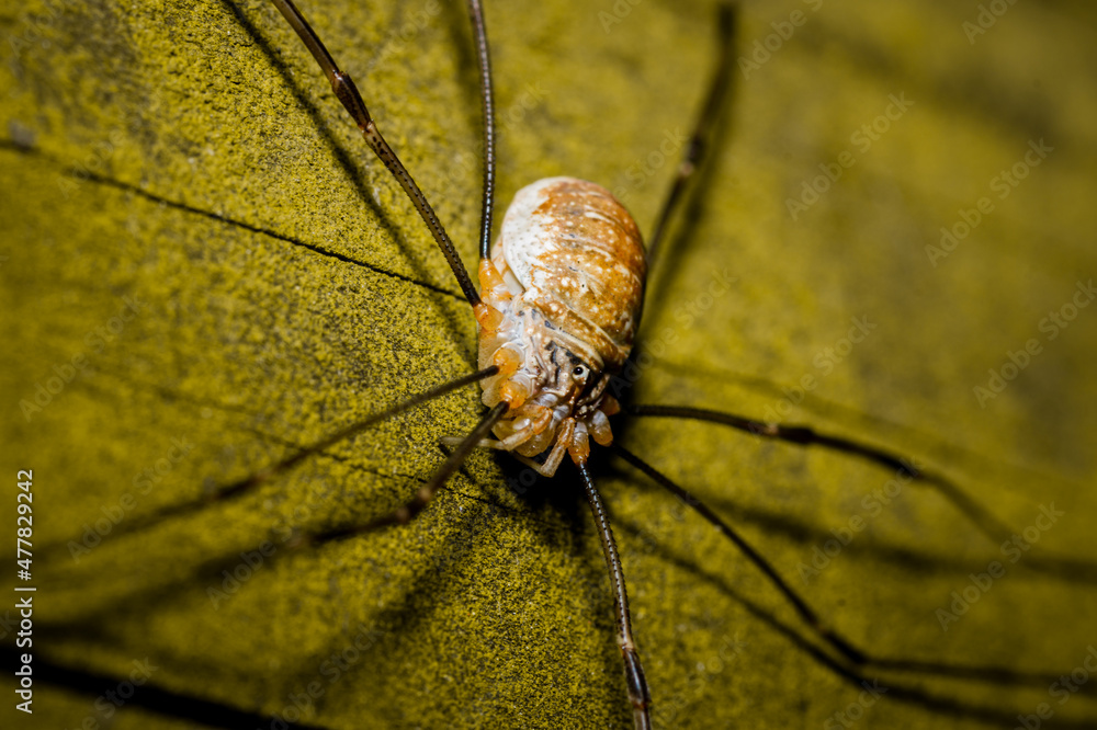 A harvestman on a wooden background A harvestman on a wooden background
